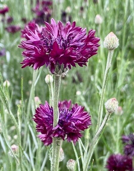 Double ‘Velvet Dawn’ Coneflower Seeds ~ Bachelor Buttons ~ Flowering Plant ~ Heirloom ~ Flowers ~ Flower ~ Growing Flowers ~ Garden