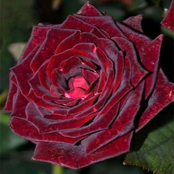 Blood Rose Seeds ~ Plants ~ Garden ~ Grow Your Own ~ Spring Flowers ~ Instead of Flowers ~ Presents