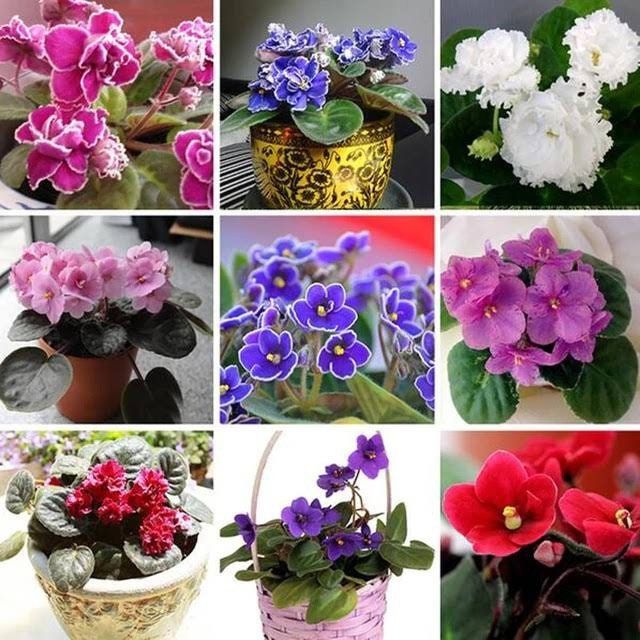 Mixed Fancy African Violet Seeds ~ House Plants ~ Christmas Presents ~ Holiday Gifts ~ Stocking Stuffers