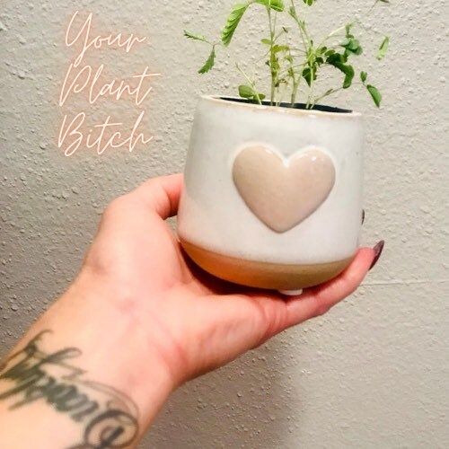 RARE Mimosa Pudica Plant~Touch-Me-NOT Plant~Sleepy Plant~Sensitive Plant~Shame Plant~Action Plant~Zombie Plant~Shy Lady Plant~Humble Plant