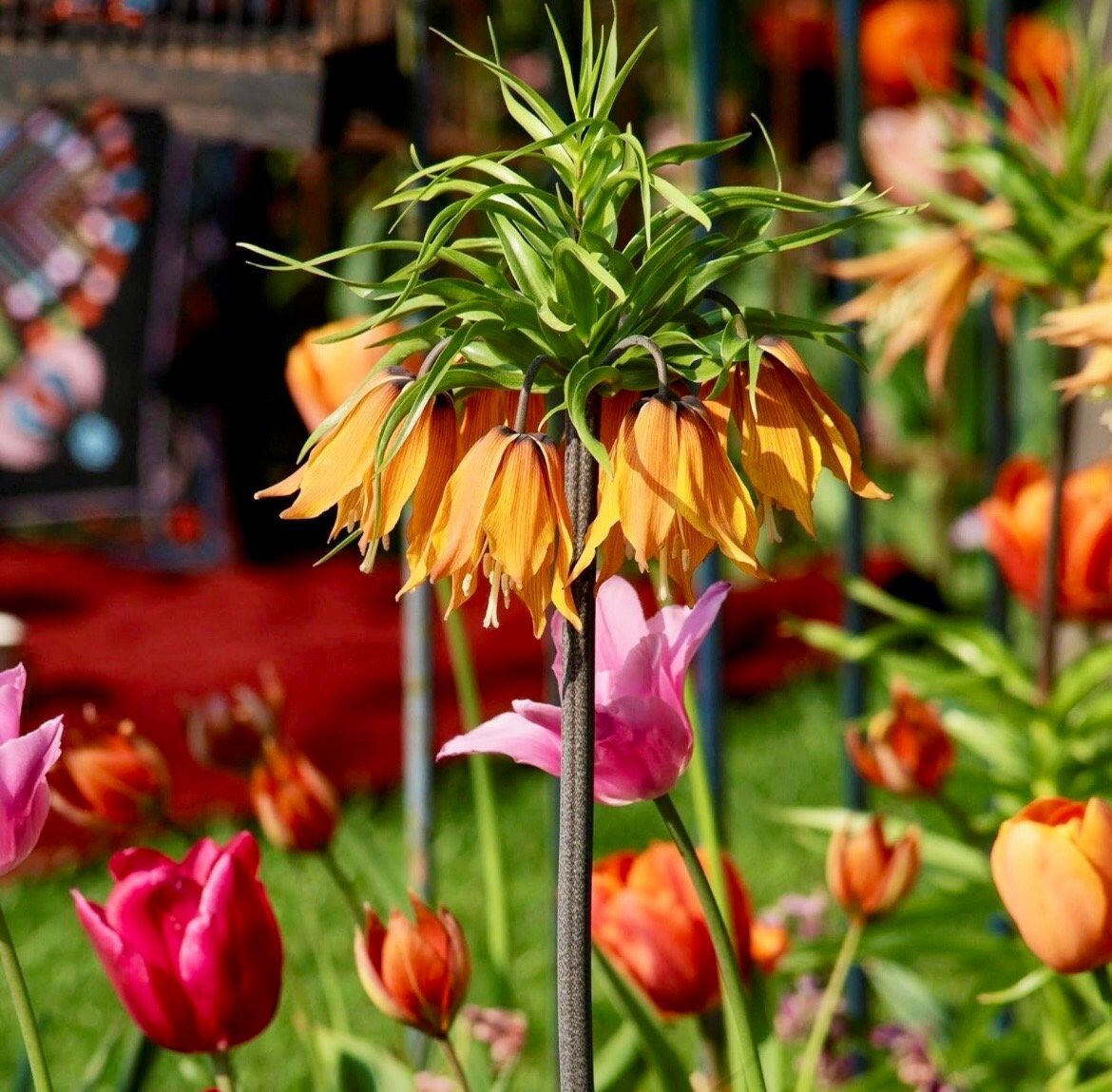 Orange Crown Imperialis Seeds ~ Fritillaria Imperialis ~ Exotic ~ Unique ~ Fun ~ Bees ~ Butterflies ~ Beautiful Flowers ~ Dr Seuss