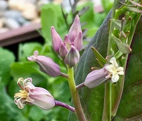 Streptanthus Farnsworthianus Seeds ~ Farnsworth’s Jewel Flower ~ Blooms ~ Climbing Perennial ~ Grow Your Own ~ Spring