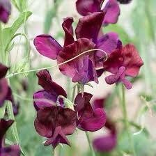 Multi Color Sweet Pea Seeds ~ Plants ~ Garden ~ Grow Your Own ~ Spring Flowers ~ Instead of Flowers ~ Flowers