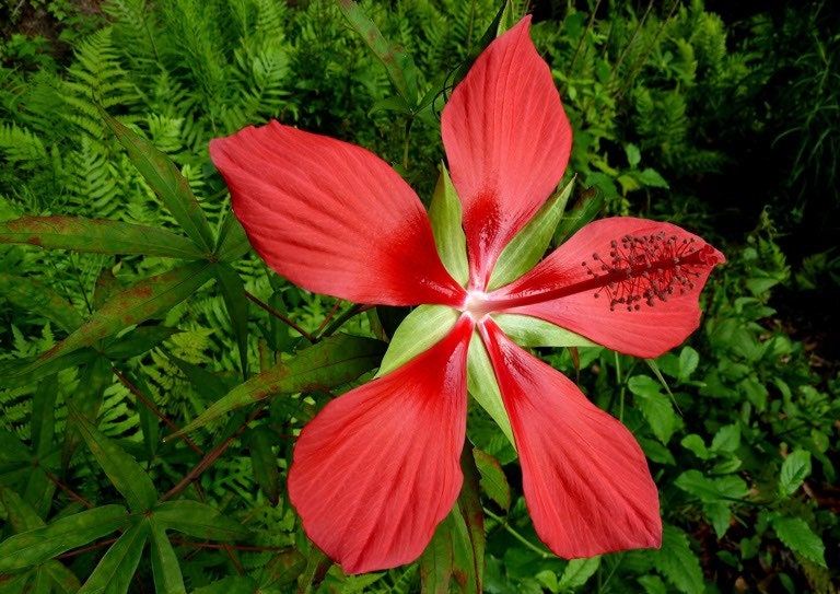 Red Star Water Hibiscus Seeds ~ Hibiscus Coccineus ~ Scarlet Hibiscus ~ Scarlet Rosemallow ~ Wildflowers ~ Butterflies ~ Bees ~ Blooms