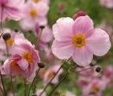 Pink Saucer Anemone Seeds ~ Cool Flowers ~ Rare ~ Wildflowers ~ Heirloom ~ Spring ~ Fresh Cut Flowers ~ Bouquets ~ Grow Flowers ~ Garden