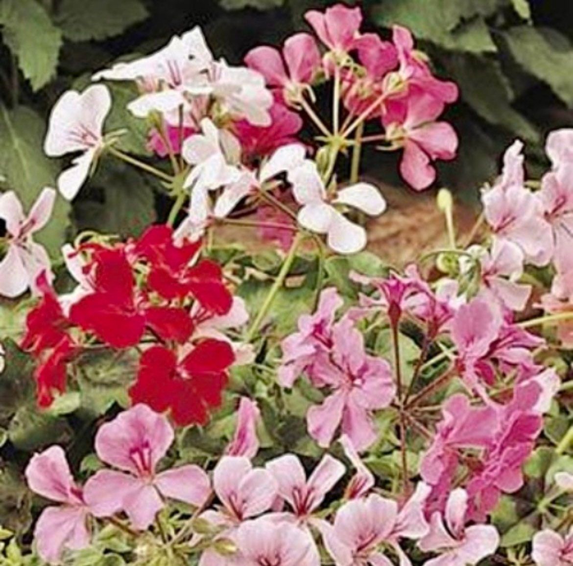 Ivy Leaf Geranium Summer Showers (Pelargonium X Peltatum ) Seeds ~ Spring Flowers ~ Easy Care ~ Flowers ~ Bouquets ~ Spring