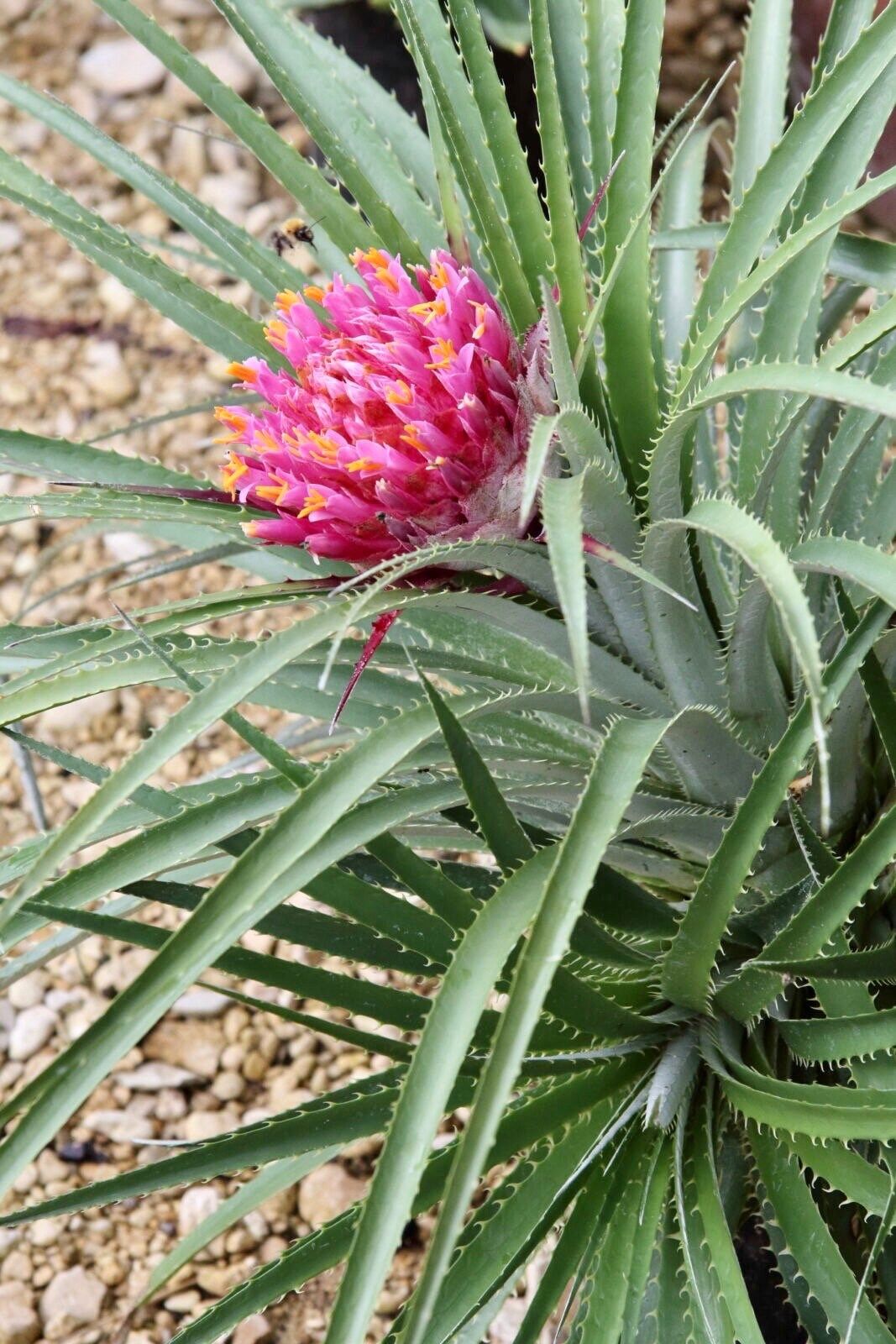 Rare Exotic Pink Chilean Bromeliad Seeds ~ Ochagavia Carnea ~ Tropical ~ Bouquet ~ Fresh Flowers