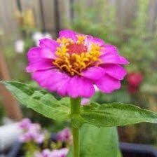 Zinnia Elegans Lilliput Purple Seeds ~ Flowers ~ Butterflies Love ~ Non-GMO Seeds ~ Cool Flowers ~ Bouquets ~ Pretty Flowers ~ Unique