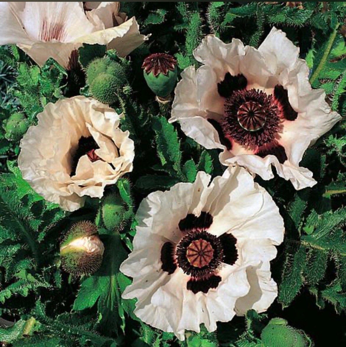 Poppy Checkers Seeds ~ Papaver Orientale Checkers ~ Cool Flowers ~ Unique ~ Heirloom ~ Bouquets ~ Fresh Cut Flowers ~ Cool ~ Neat Flowers