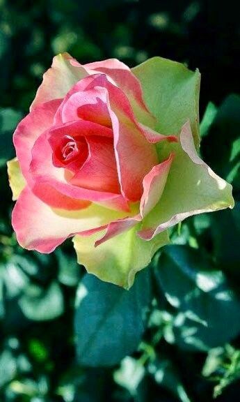 Green and Pink Rose Seeds ~ Flower Bush ~ Perennial Shrub Flowers ~ Roses ~ Fragrance ~ Bouquet ~ Wedding ~ Flowers