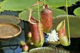 Rare Sarracenia Purpurea Seeds ~ Purple Pitcher ~ Perennial ~ Carnivorous Plants ~ Exotic Plants ~ Usual Plants
