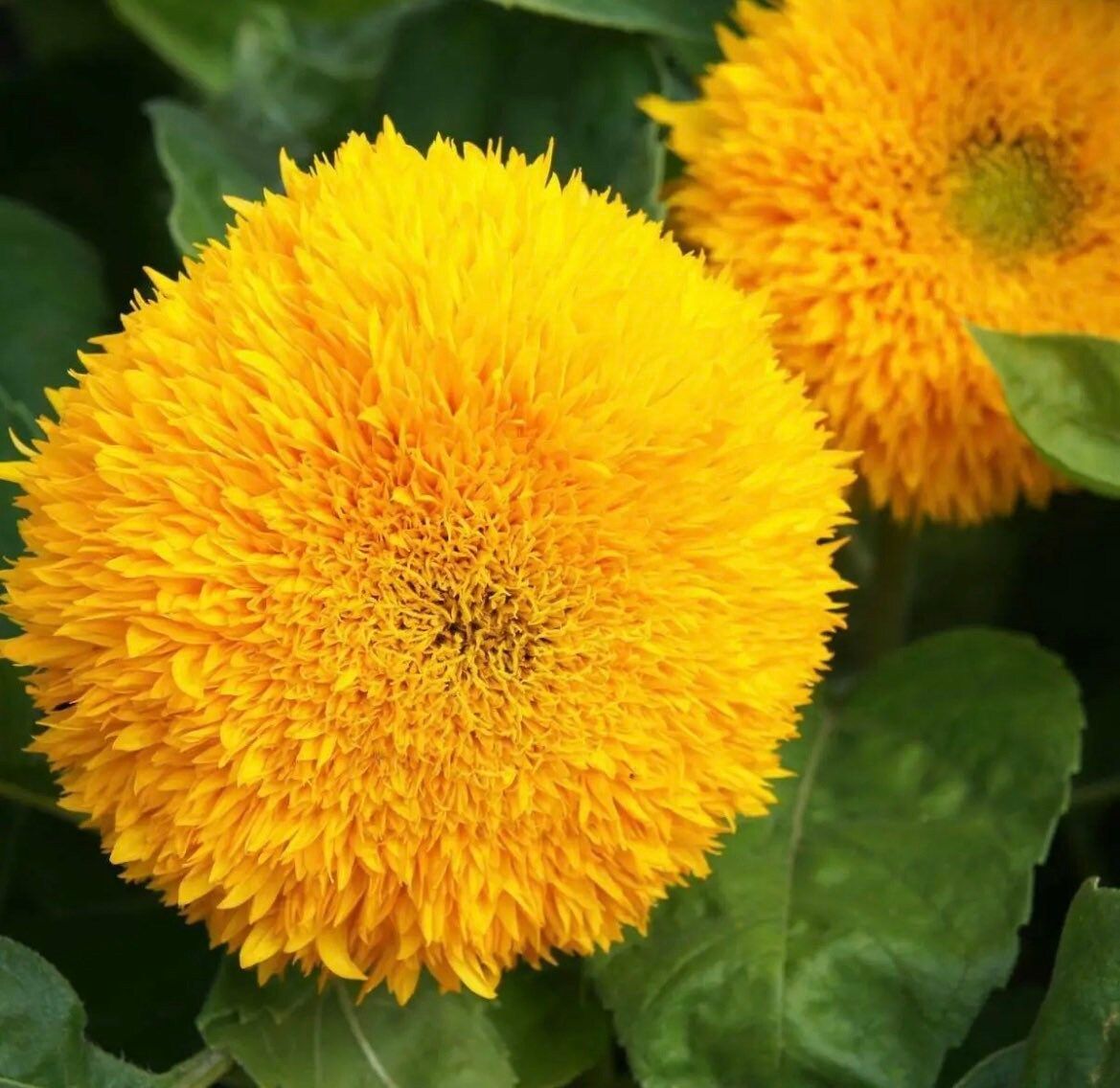 Dwarf Teddy Bear Sunflower Seeds ~ Helianthus Annuus ~ Sungold ~ Yellow ~ Cute Flowers ~ Garden ~ Boutique ~ Kids ~ Unique