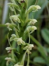 Platanthera Flava Seeds ~ The Palegreen Orchid ~ Orchids ~ Usual Flowers ~ Exotic Flower