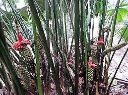 Carludovica Palmata Seeds ~ Toquilla Palm ~ Jipijapa Palm ~ Jungle Drum ~ Panama