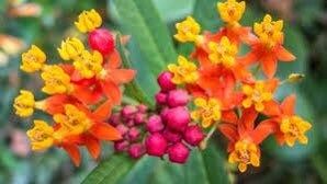 Bloodflower Seeds ~ Asclepias Curassavica ~ Milkweed ~ Seeds ~ Butterflies ~ Gifts ~ Grow Your Own ~ Spring Flowers ~ Instead of Flowers