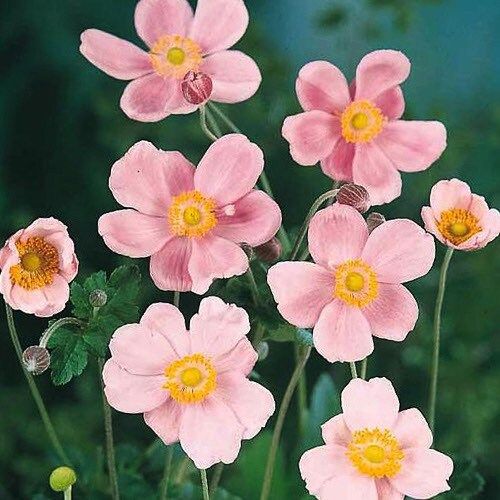 Pink Saucer Anemone Seeds ~ Cool Flowers ~ Rare ~ Wildflowers ~ Heirloom ~ Spring ~ Fresh Cut Flowers ~ Bouquets ~ Grow Flowers ~ Garden