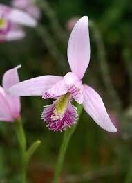 Pogonia Ophioglossoides Orchid Starter Grow Kits ~ Snakemouth Orchids ~ Rose Pogonia ~ Stocking Stuffers