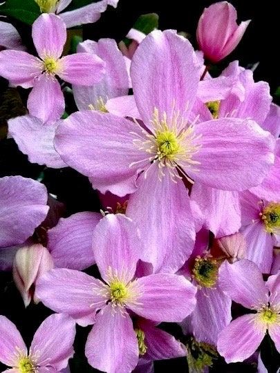 Pink Fragrant Spring Clematis Seeds ~ Montana ~ Fragrance Flowers ~ Vanilla ~ Garden ~ Grow Your Own ~ Spring Flowers ~ Instead of Flowersu