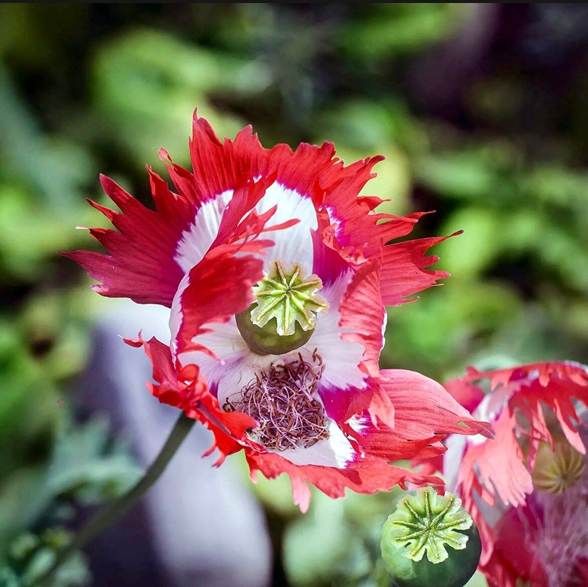 Poppy DANISH FLAG Somniferum ~ Rare Striking Fringed Flowers Seeds ~ Cool Flowers ~ Rare ~ Heirloom