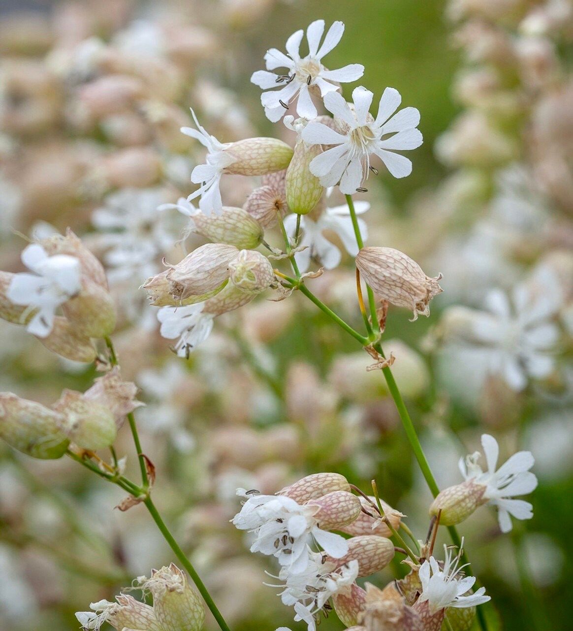 Wild Maidenstears Seeds ~ Bladder Campion ~ Silene Vulgaris ~ Silene Inflata ~ Unique ~ Pretty