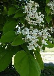 Northern Catalpa Tree Seeds ~ Indian Cigar Flower ~ Trees ~ Pretty ~Exotic ~ Gardens ~ Unique