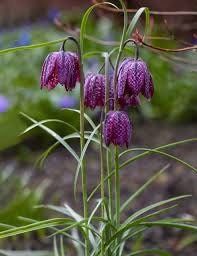 Checker Lily Seeds ~ Fritillaria Affinis Chocolate Mission Bells ~ Flowers ~ Neat Flowers ~ Spring Time ~ Gardens