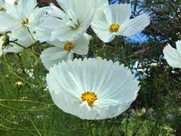 Cosmos Cupcake White Seeds ~ Cosmos ~ Cool Flowers ~ Grow Your Own ~ Butterflies ~ Bees ~ Annual ~ Summer ~ Spring ~ Bouquets