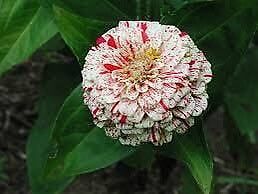 Zinnia “Peppermint Stick” Seeds ~ Holiday ~ Plants ~ Garden ~ Grow Your Own ~