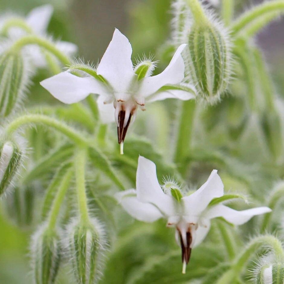 White Borage Seeds ~ Starflower ~ Plants ~ Garden ~ Grow Your Own ~ Spring Flowers ~ Heirloom Seeds