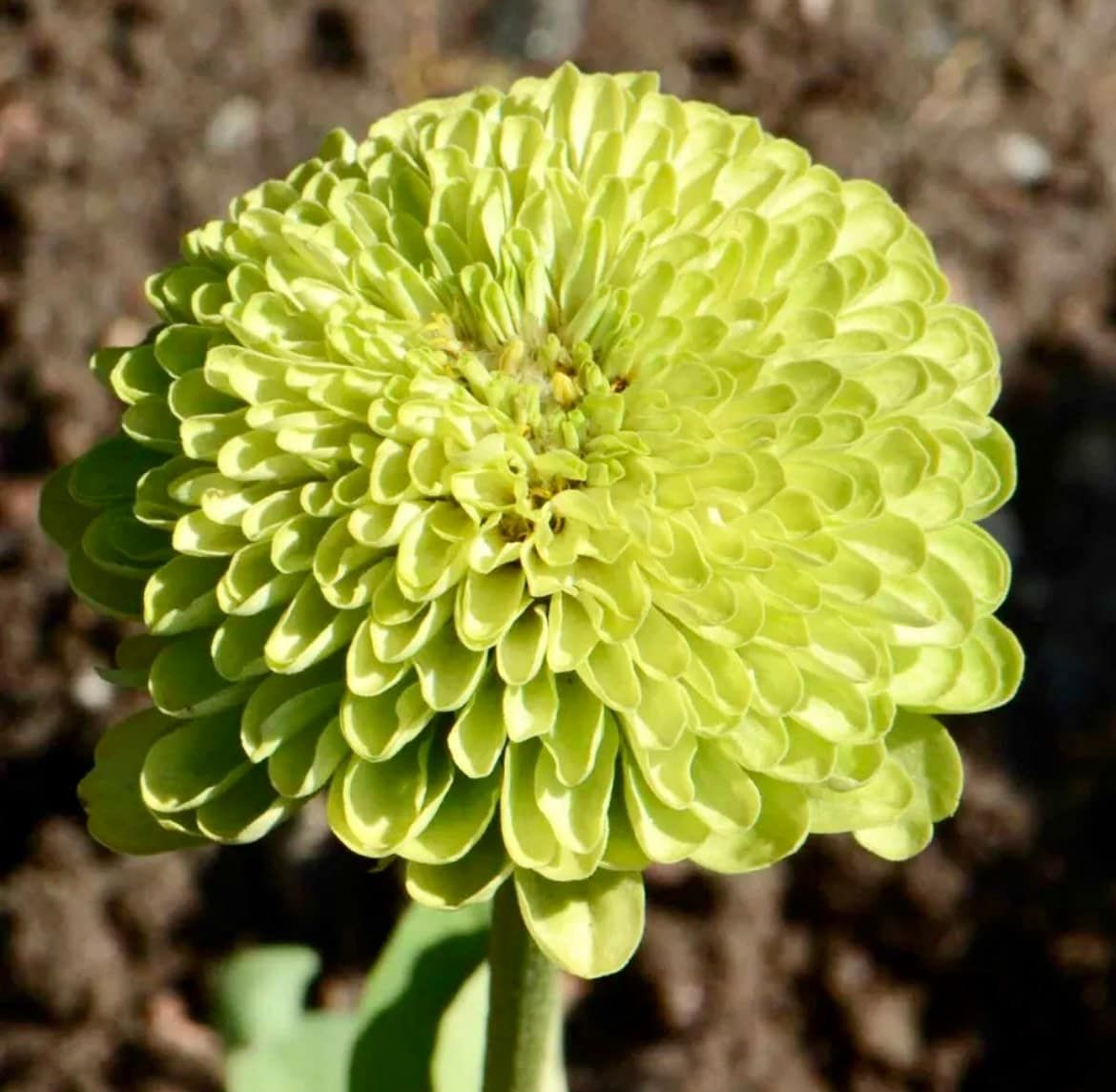 Zinnia “Envy Elegans” Seeds ~ Lime Green Flowers ~ Butterflies Love ~ Non-GMO Seeds ~ Cool Flowers ~ Rare