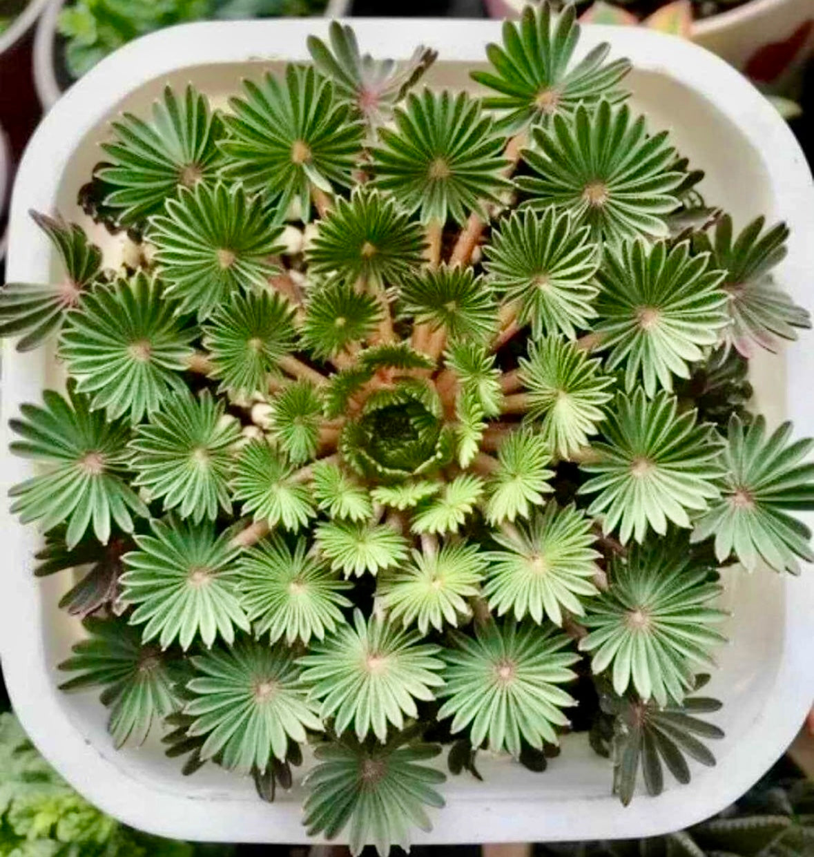 Oxalis Palmifrons Seeds ~ Palm Leaf Oxalis ~ Plants ~ Garden ~ Houseplants
