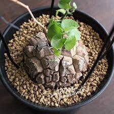 Rare Dioscorea Elephantipes Seeds ~ Elephant's Foot ~ Elephant’s Foot Vine ~ Hottentot Bread ~ Exotic ~ Cool Plants ~ Easy Care