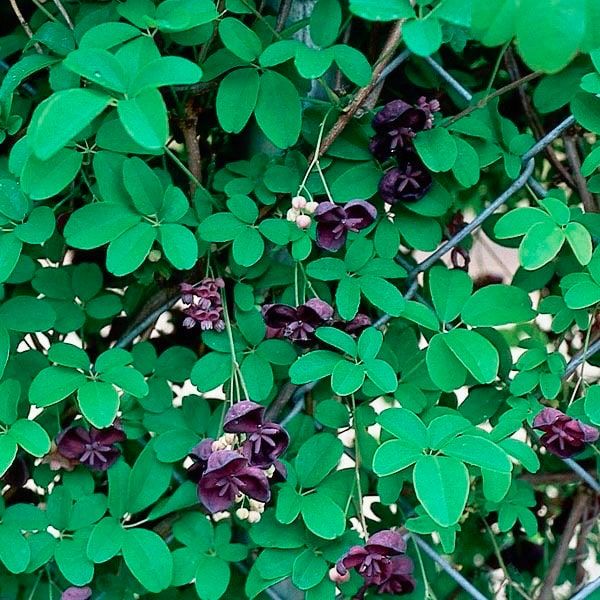 Chocolate Vine Seeds ~ Akebia Quinata ~ Five-leaf Chocolate Vine ~ Five-leaf Akebia