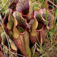 Sarracenia Purpurea ~ The Purple Pitcher Plant ~ Northern Pitcher Plant ~ Turtle Socks ~ Side-Saddle Flower ~ Carnivorous Plant