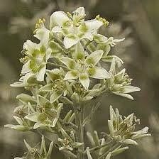 Zigadenus Elegans Seeds ~ Anticlea Elegans ~ Plants ~ Garden ~ Grow Your Own ~ Spring Flowers ~ Instead of Flowers