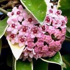 Hoya Krimson Queen ~ Hoya Tricolor ~ Carnosa Krimson~ Queen Variegated ~ Hoya Variegata ~ Hoya Carnosa Variegatedin ~ Hoya Carnosa Wax