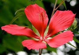 Red Star Water Hibiscus Seeds ~ Hibiscus Coccineus ~ Scarlet Hibiscus ~ Scarlet Rosemallow ~ Wildflowers ~ Butterflies ~ Bees ~ Blooms