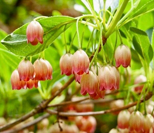 Japanese Furin Seeds ~ Tsutsuji Enkianthus Campanulatus ~ Bell ~ Grow Your Own ~ Spring ~ Houseplants ~ Gift Ideas ~ Beautiful Flowers