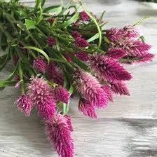 Celosia Flamingo Feather Seeds ~ Grow Your Own ~ Spring Flowers ~ Instead of Flowers ~ Bouquets ~ Died Flowers ~ Pretty ~ Pink