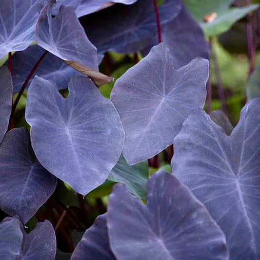 Colocasia Black Magic Seeds ~ Black Elephant Ear Plant ~ Taro ~ Araceae ~ Houseplants ~ Green House ~ Gardening ~ Spring ~ Cool Plants