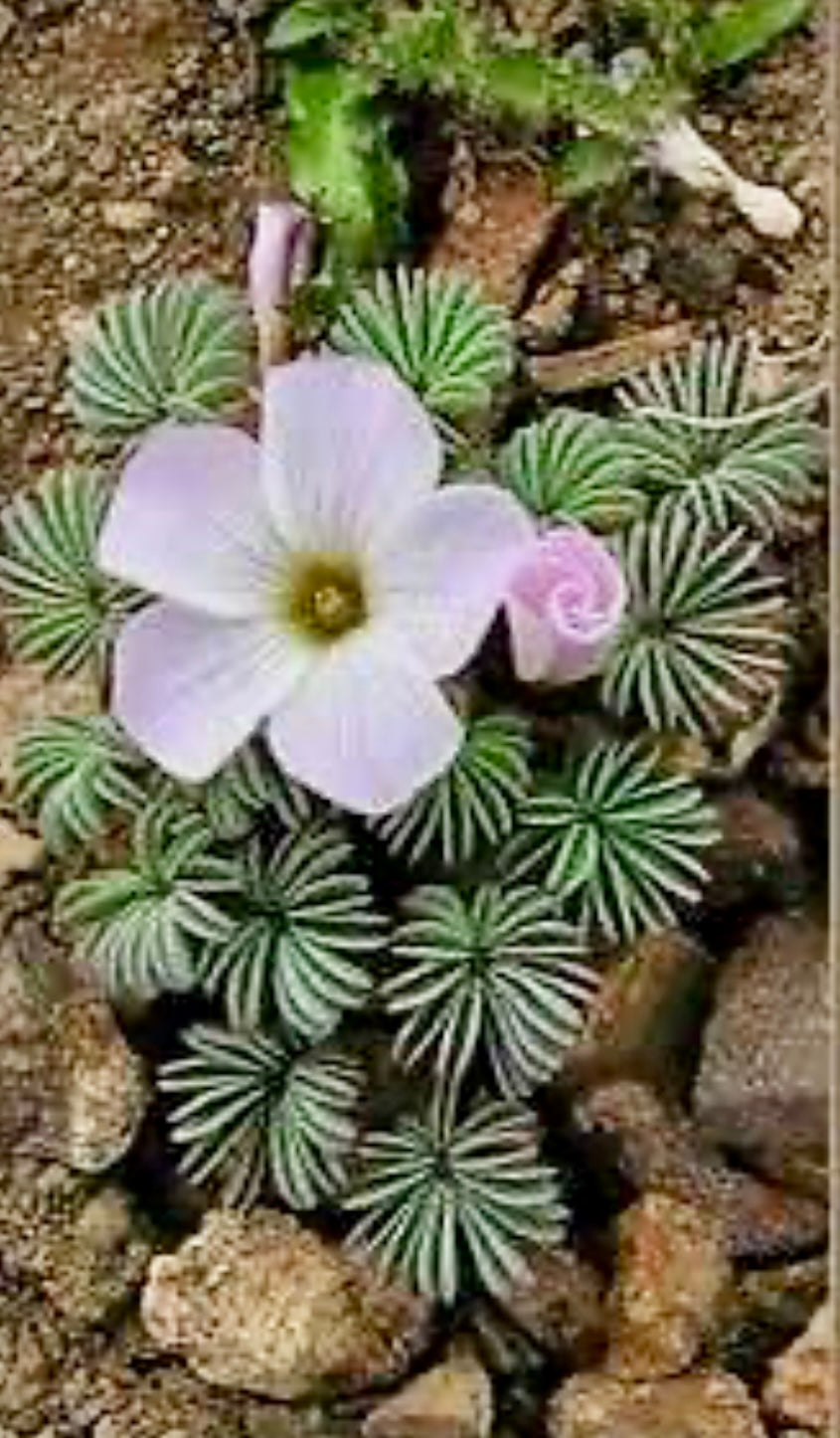 Oxalis Palmifrons Seeds ~ Palm Leaf Oxalis ~ Plants ~ Garden ~ Houseplants