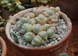 Gibbaeum Comptonii Seeds ~ Exotic ~ Succulent ~ Rare ~ Ice Living Rocks ~ Mesembs Succulents ~ Unusual ~ Cool Plants ~ Easy Care