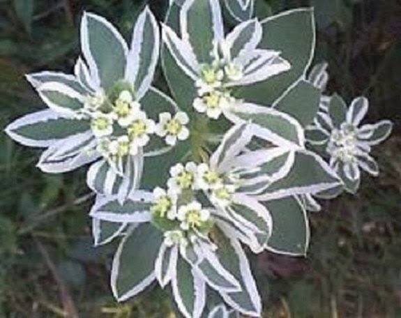 Euphorbia Marginata Seeds ~ Kilimanjaro ~ Rare Plants ~ Snow On The Mountain  ~ Spring Flowers ~ Instead of Flowers ~ Presents