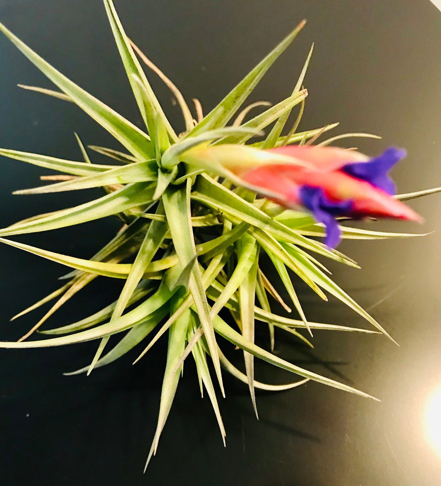 bergeri air plant Blooming Mad Pupper ~ Tillandsia Bergeri ~ Tillandsia ~ Air Plant ~ Bromeliad ~ Succulent ~ Live Plant ~ Easy Care Plant