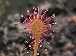 Drosera Intermedia Seeds ~ Spoonleaf Sundews ~ Carnivorous ~ Bug Eating ~ Oblong-leaved Sundew ~ Carnivore