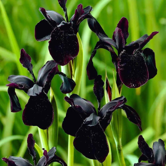 Iris Chrysographes Seeds ~ Iris ‘Black Gold’ ~ Garden ~ Grow Your Own ~ Spring Flowers ~ Instead of Flowers