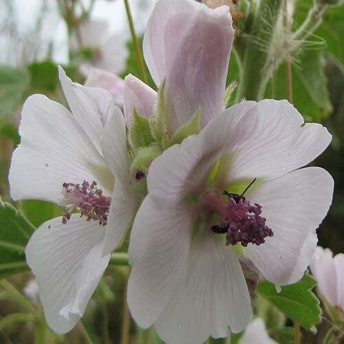 Althaea Officinalis Seeds ~ The Marsh Mallow ~ Marshmallow ~ Instead of Flowers