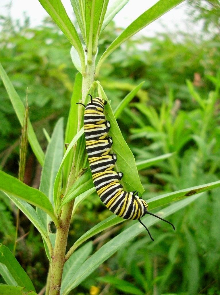 Hairy Balls Seeds ~ Jewels OG ~ Gomphocarpus Physocarpa ~ Balloon Plant ~ Milkweed Plants ~ Garden ~ Grow Your Own ~ Spring Flowers