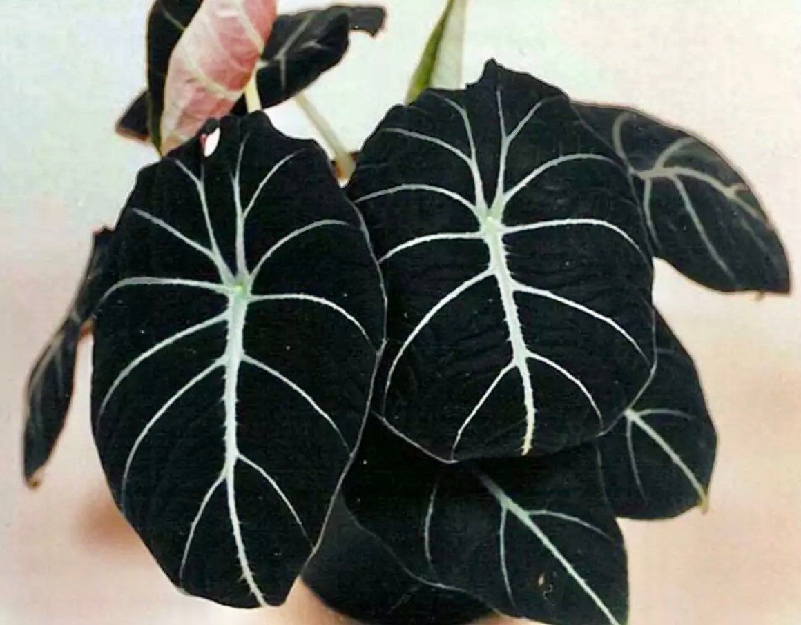 Black Velvet Elephant Ear ~ Giant Taro ~ Alocasia Reginula ~ Alocasia Black Velvet ~ Little Queen Alocasia Indoor Plants ~ Live House Plant