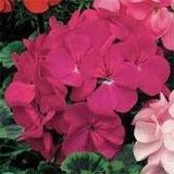 Violet Geranium Seeds ~ Pelargonium Fl Violet ~ Garden ~ Grow Your Own ~ Spring Flowers ~ Instead of Flowers ~ Flowers